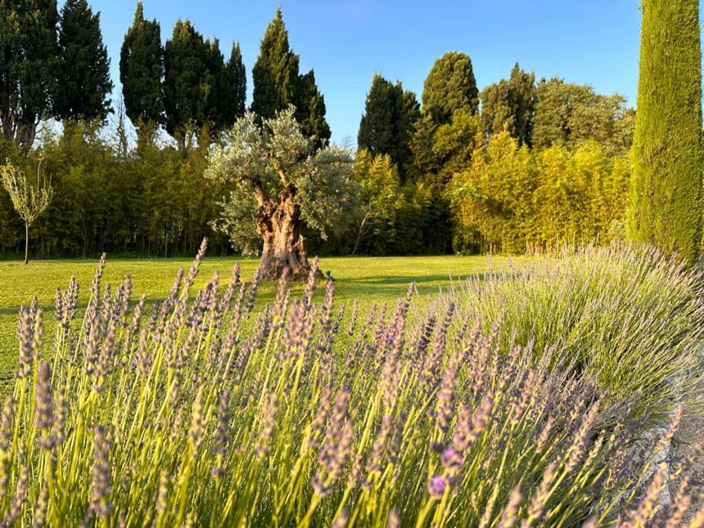 Hotel Mas Des Bambous Saint-Rémy-de-Provence Zewnętrze zdjęcie